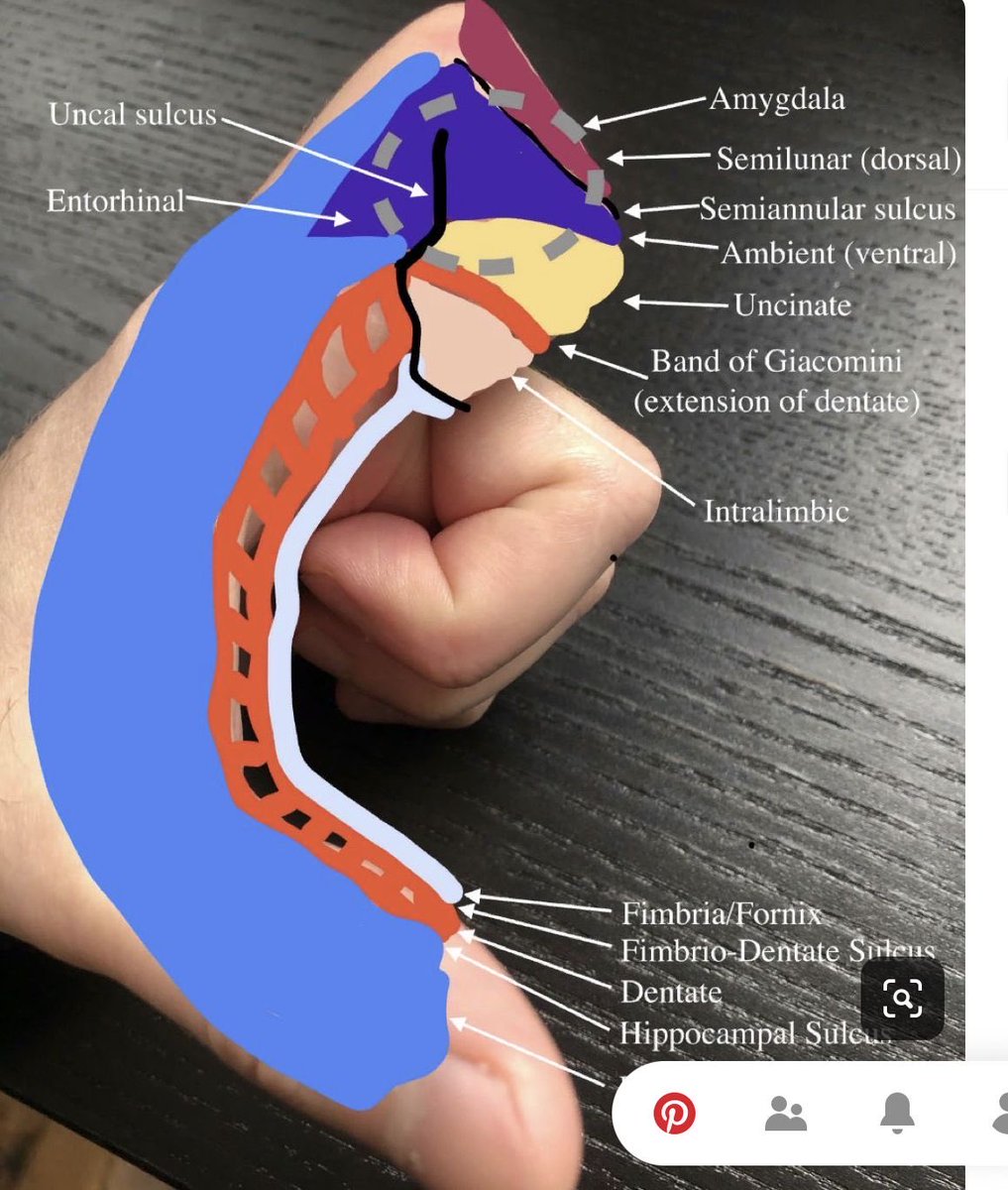 OGdukeneurosurg's tweet photo. Hippocampus https://t.co/iqyFjonF3T