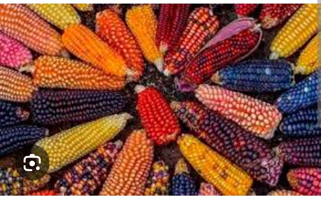 LNHrevista's tweet photo. @RaminNasibov There are 50 different types of corn in Peru. https://t.co/Gkr3442NnU