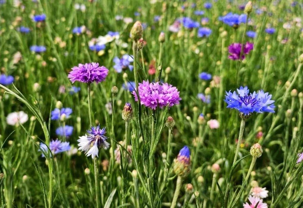 QingdaoAmazing's tweet photo. The colorful flowers blanket the hills of Qingdao’s West Coast, creating a richly layered summer landscape. https://t.co/opS78u9fN0