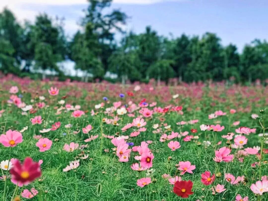 QingdaoAmazing's tweet photo. The colorful flowers blanket the hills of Qingdao’s West Coast, creating a richly layered summer landscape. https://t.co/opS78u9fN0