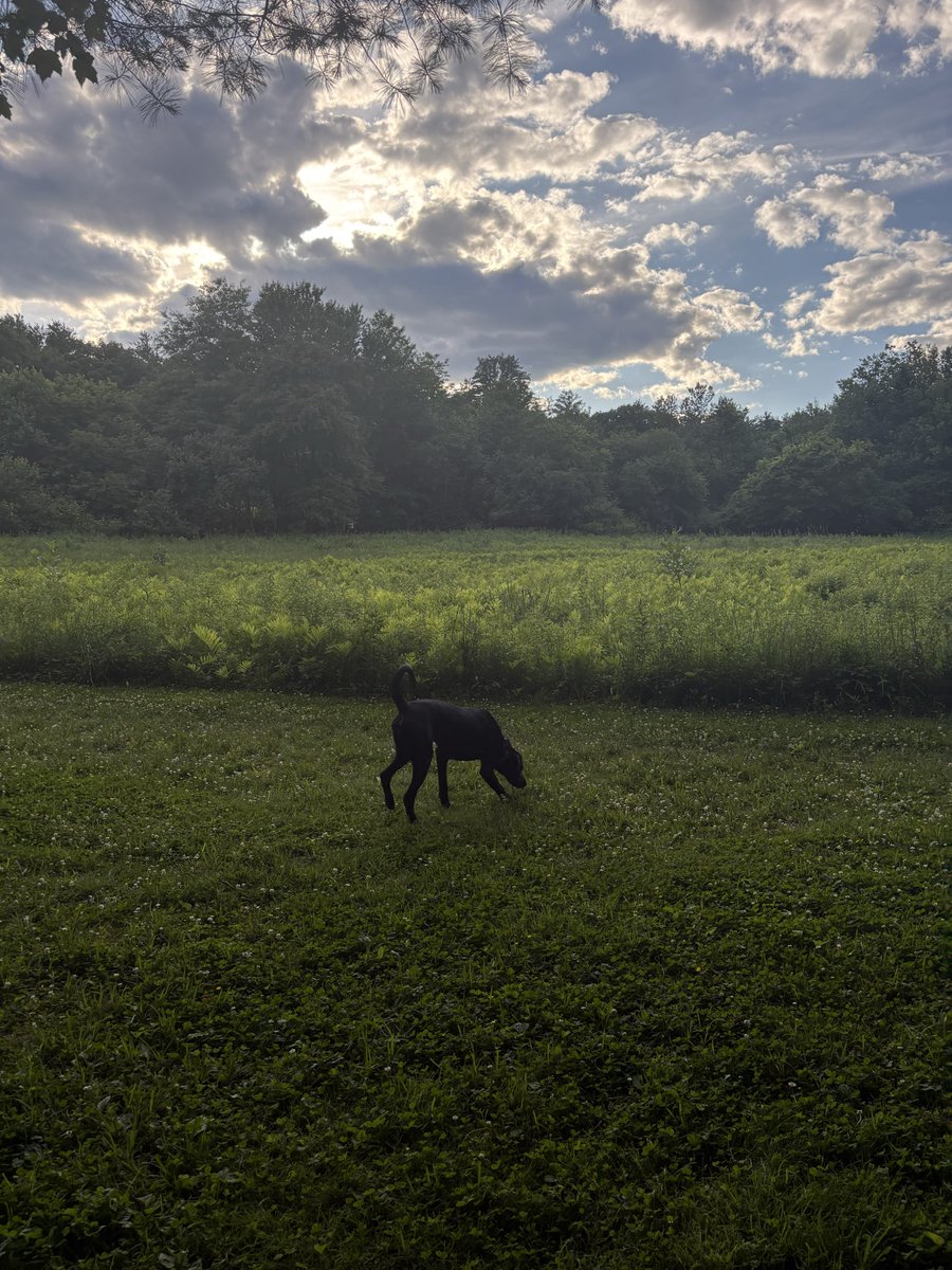 cyclicpearl's tweet photo. short after work walk :) 

my dog reamed my shin at full speed and it has a big ol hematoma 😩 https://t.co/ZWE2oCv8kG
