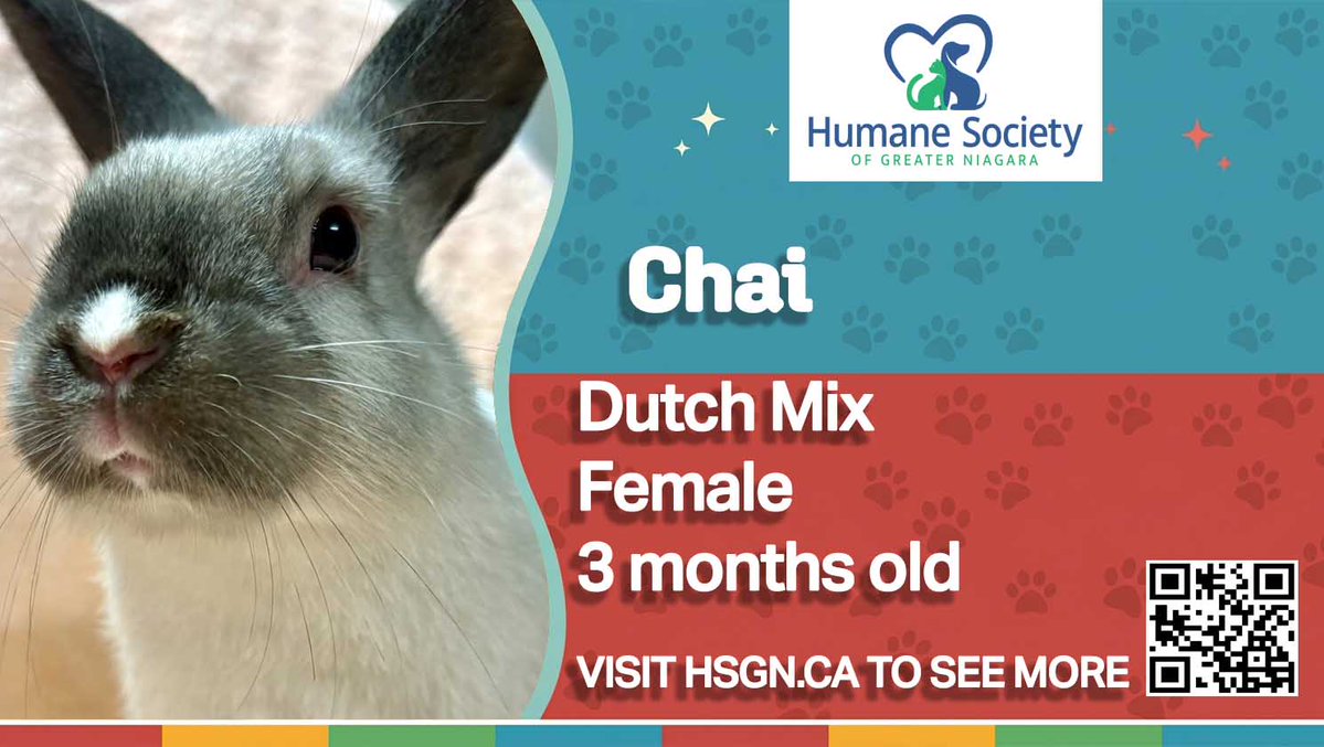 yourtvniagara's tweet photo. Help a furry friend find a forever home.
Visit the Humane Society of Greater Niagara today.
https://t.co/oz91AF78Rf https://t.co/hl7BqDa4Vx
