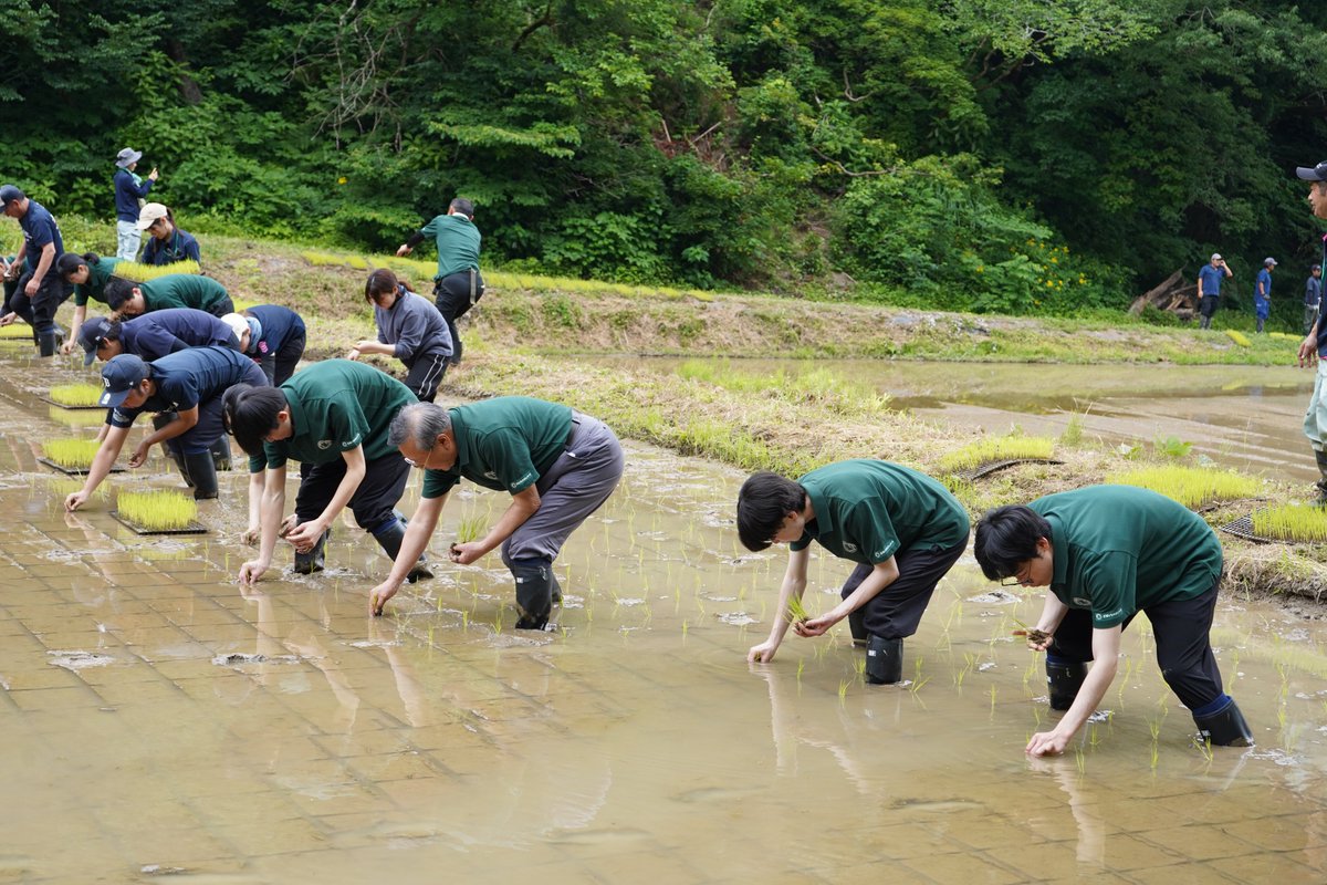iwatsukaRG's tweet photo. ＼#新入社員 も参加し田植えをしました／ 
10年目を迎える、肥料や農薬を使わず自然の力だけで稲を育てる #自然栽培米プロ ジェクト🌾
『#お米となかよし 岩塚製菓』として、原材料である大切なお米作りに携われるこ とに感謝し豊作を祈りたいと思います。今年も美味しいお米ができますように🙏🏼 https://t.co/SWPOemHN4f