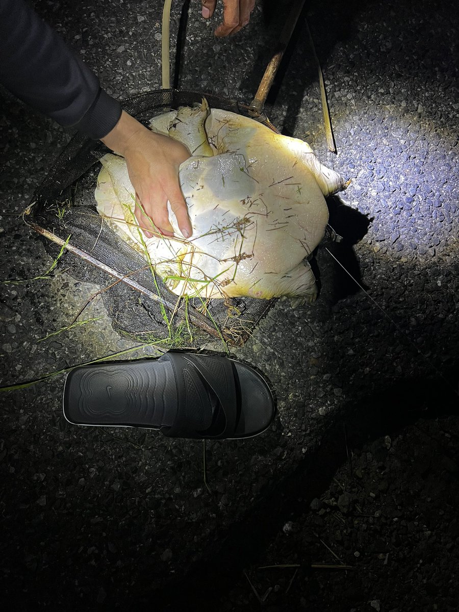 777N's tweet photo. すっぽん釣り大勝利🐢 https://t.co/z61lY2dra9
