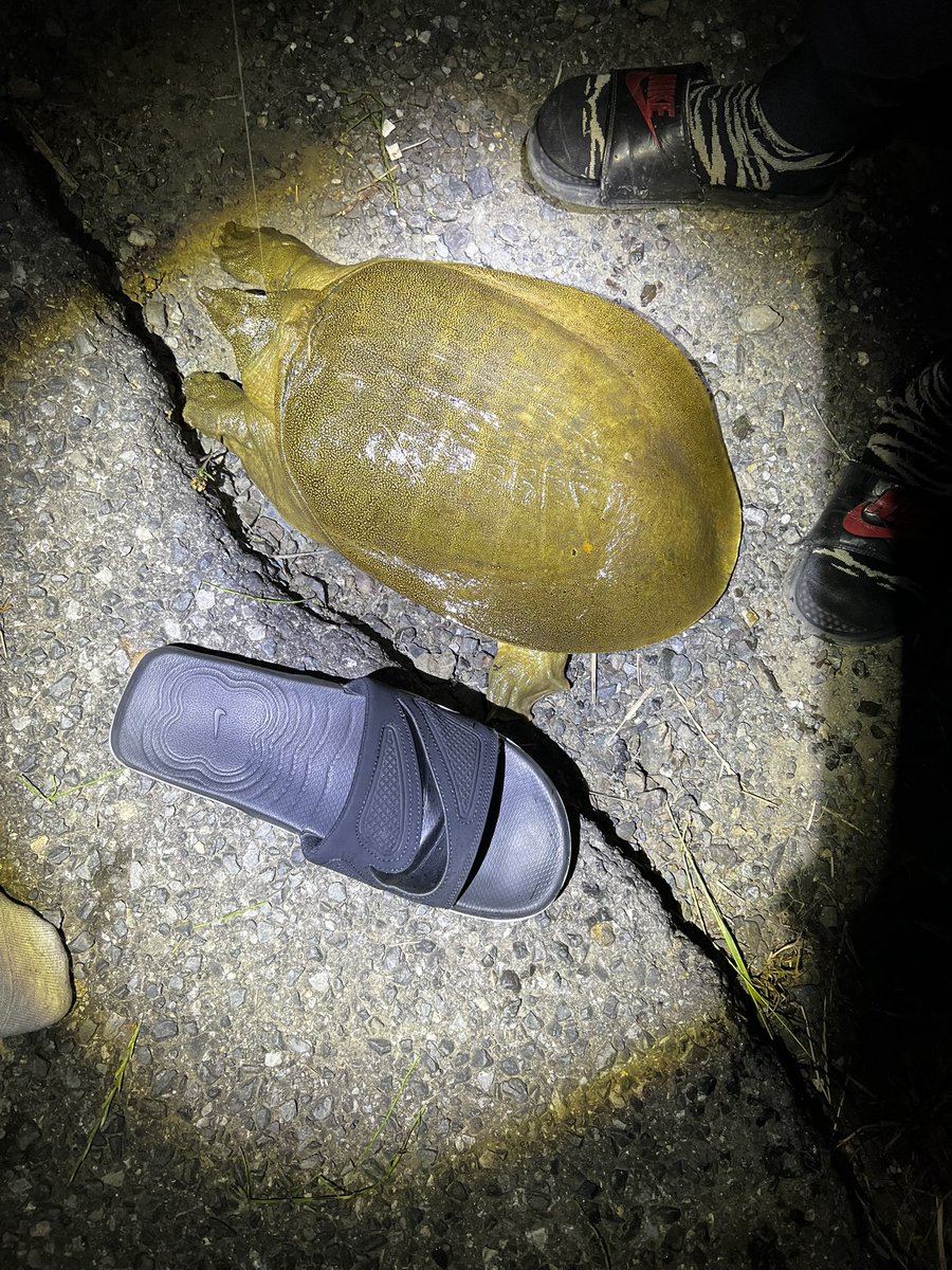 777N's tweet photo. すっぽん釣り大勝利🐢 https://t.co/z61lY2dra9
