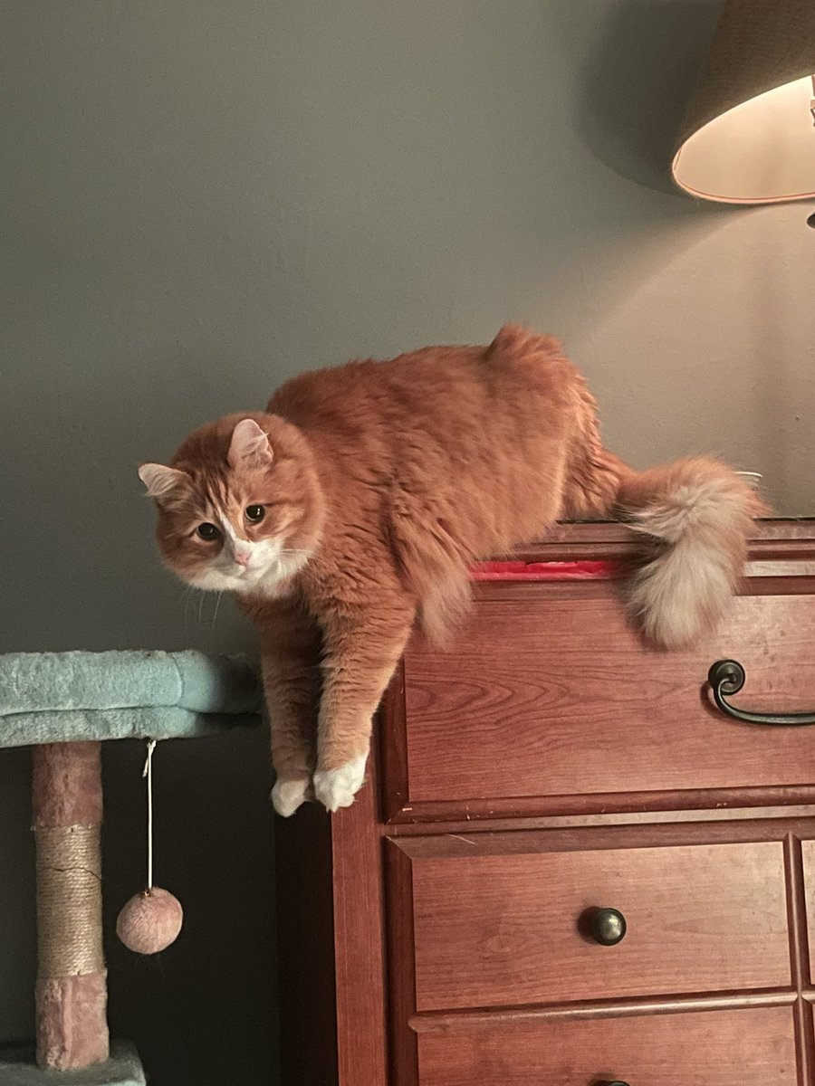 DowningonX's tweet photo. First I got Zorra, then life came full circle, and now I have her big sister Stella 🫶🥹 https://t.co/EDXBgLOmHb