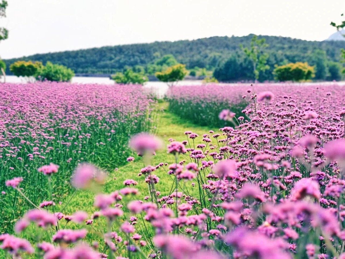 mggjrb's tweet photo. The colorful flowers blanket the hills of Qingdao’s West Coast, creating a richly layered summer landscape. https://t.co/8V8rpXupul