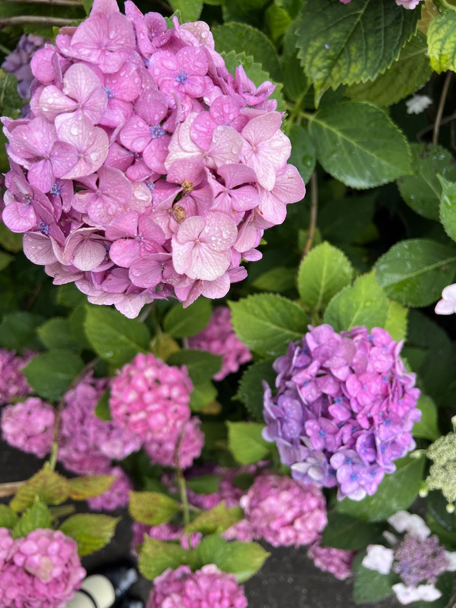 mel___82's tweet photo. 月曜日ひと足早く、雨の場所で出会った
まあるい紫陽花🪷
しずくがキラキラ可愛かったなあ🧚🏻‍♀️ https://t.co/XzyqoR0sBC