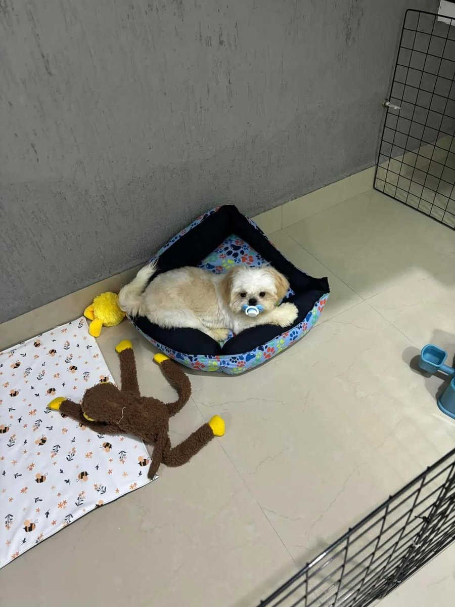 achadosviraisof's tweet photo. 🚨 DOAÇÃO 🚨

Infelizmente confirmei que a minha rinite alérgica é causada pelos pelos do meu cachorro e não podemos ficar no mesmo ambiente.
Eu nunca imaginei que um dia precisaria doar algo tão importante, mas não tenho outra opção além de doar meu nariz, pq sem esse bebê eu não fico