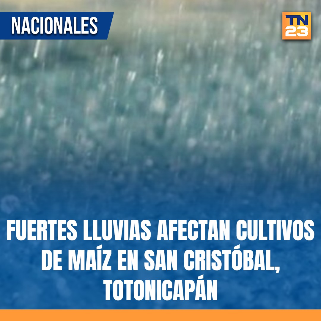 TN23NOTICIAS's tweet photo. 🚨 Fuertes #lluvias #afectan #cultivos de #maíz en San Cristóbal, #Totonicapán ➡️ https://t.co/CEcTy72kgX https://t.co/4W9LczPiwJ