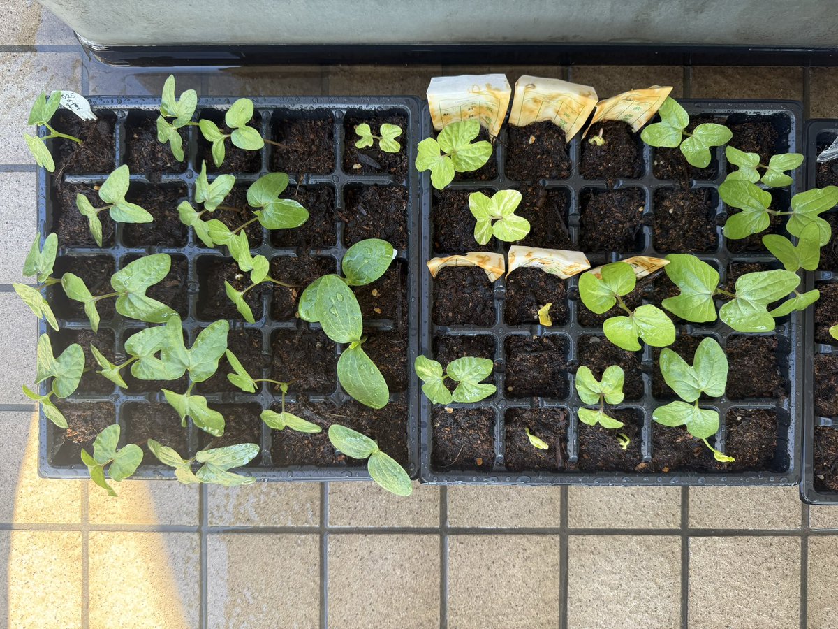beanbag_silver's tweet photo. 【朝顔日記】6月17日(水)
本日の発芽は70！(内3本はズッキーニ、もう3本は風船葛) https://t.co/RiRUfW9MM6