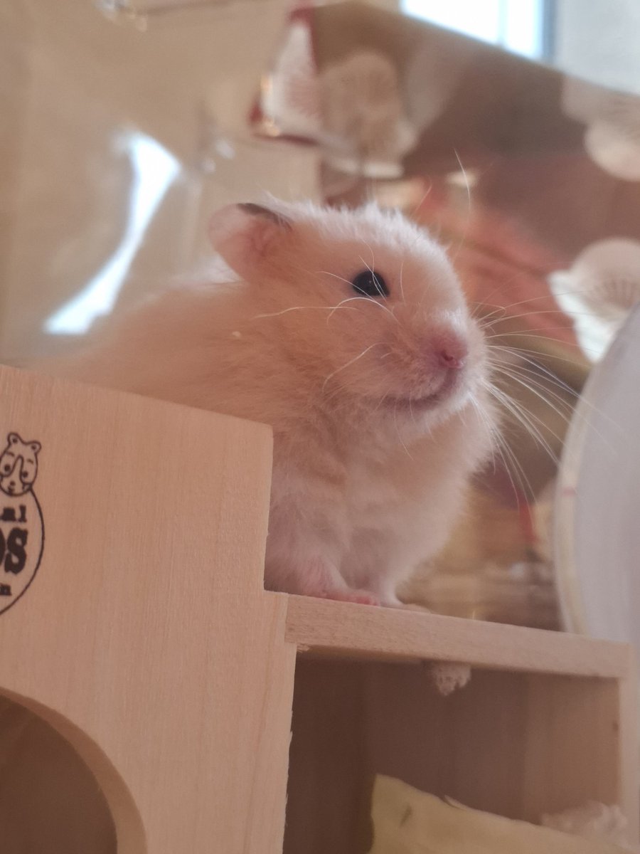 0igmSpSmAPCJdkK's tweet photo. 見てください、芸術的なハムひげが撮れました✌😁✌🐹 https://t.co/MTNY0mlhtO