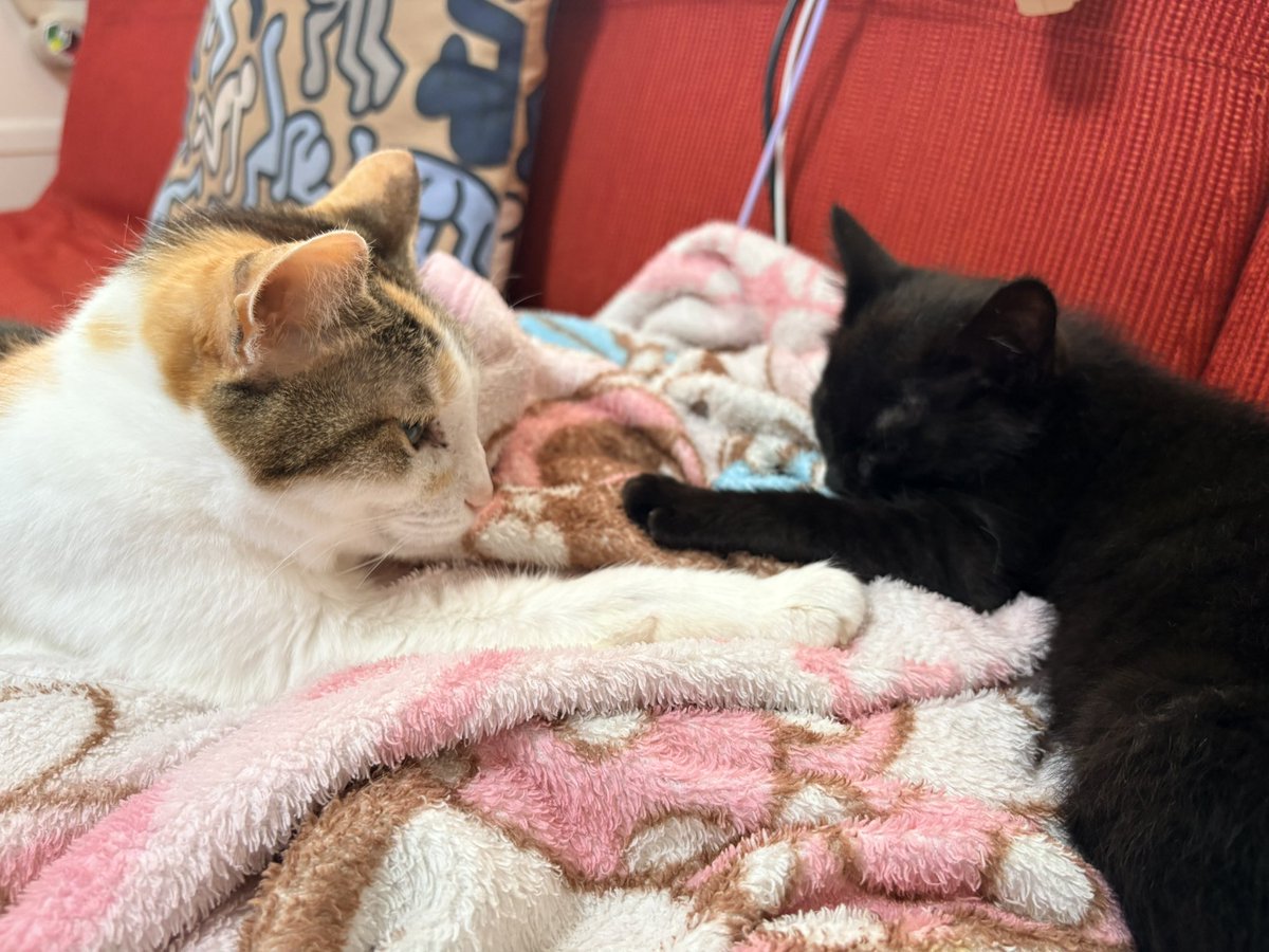 sag_ra's tweet photo. 水曜日の「これ以上近付いたらしばくわよ💢」の猫
#猫
#三毛 https://t.co/vSIXrlRSs1