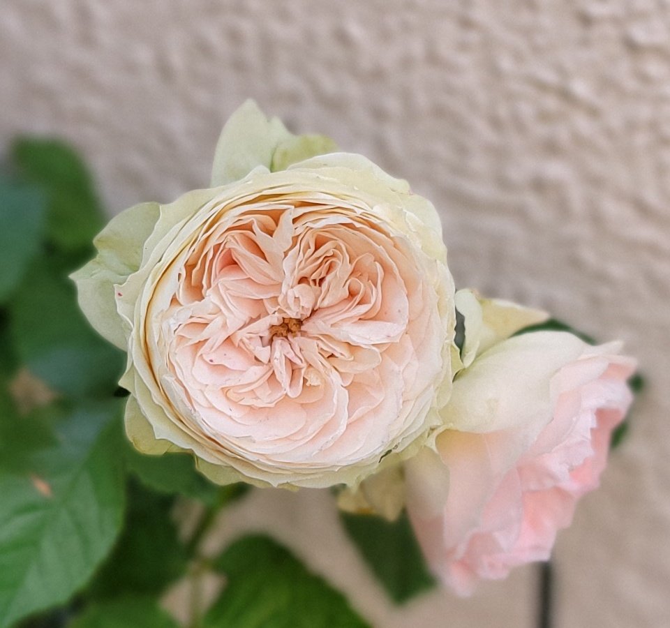 muse_paper's tweet photo. 本日の花とスカイツリー
朝、起きた時は風が心地よいのですが出勤する頃には💦💦💦
昨晩の地震大丈夫でしたか❓私は歩いている最中にアラームがけたたましく鳴って焦りました。今日もゆるっとよろしくお願いします。
 #おはようございます https://t.co/xydyDcPYeF