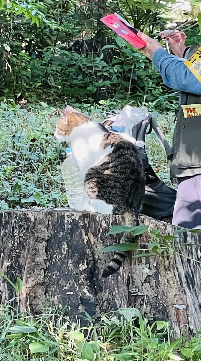sumiyowingcat's tweet photo. ＃朝活
今日も気持ちいい朝でした

森の主？の猫に
許可をもらってご飯んあげてるおじさんと遭遇

優しい時間をありがとうございました♪ https://t.co/Rt5BDQYsBs