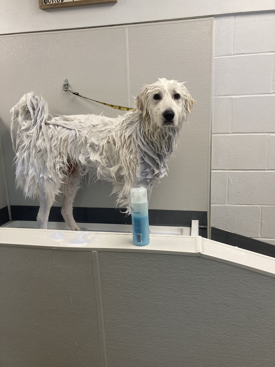 BrittAdams92's tweet photo. Grooming Day! #Cincinnati #Doggrooming #Work #Dog #Happy #Doglife https://t.co/xbN1h7mhHN