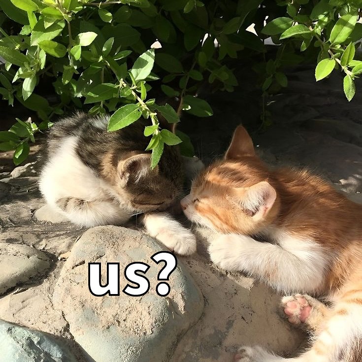 catsdotjpg's tweet photo. https://t.co/aJ9zDl6yxD