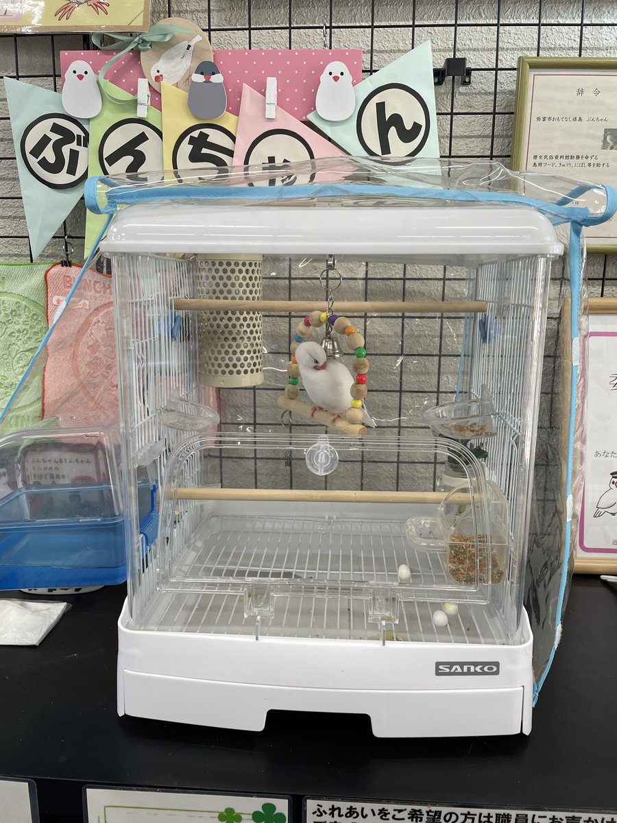 415toko619's tweet photo. 写真ありました！ぶんちゃん！2023年の頃ですね。
#弥富文鳥
#ぶんちゃん https://t.co/yZRPEs6b8p