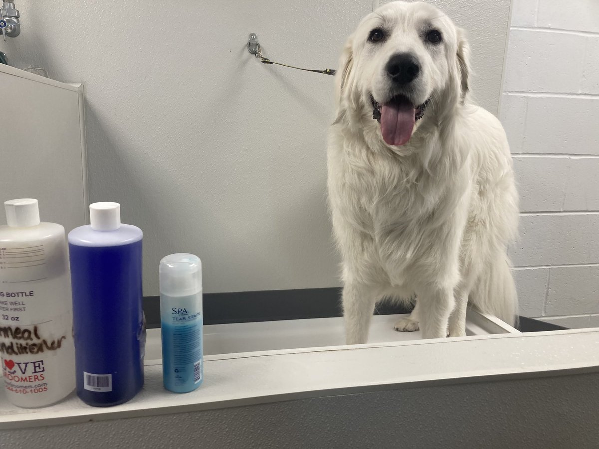 BrittAdams92's tweet photo. Anna went to work with her mom today! #Doggrooming #Grooming #work https://t.co/2jxWUyrRAT