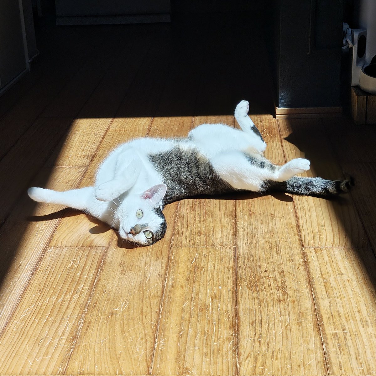 isaba1173's tweet photo. 猫よ、どこがどうなってる？ https://t.co/2bcEg1YBHp