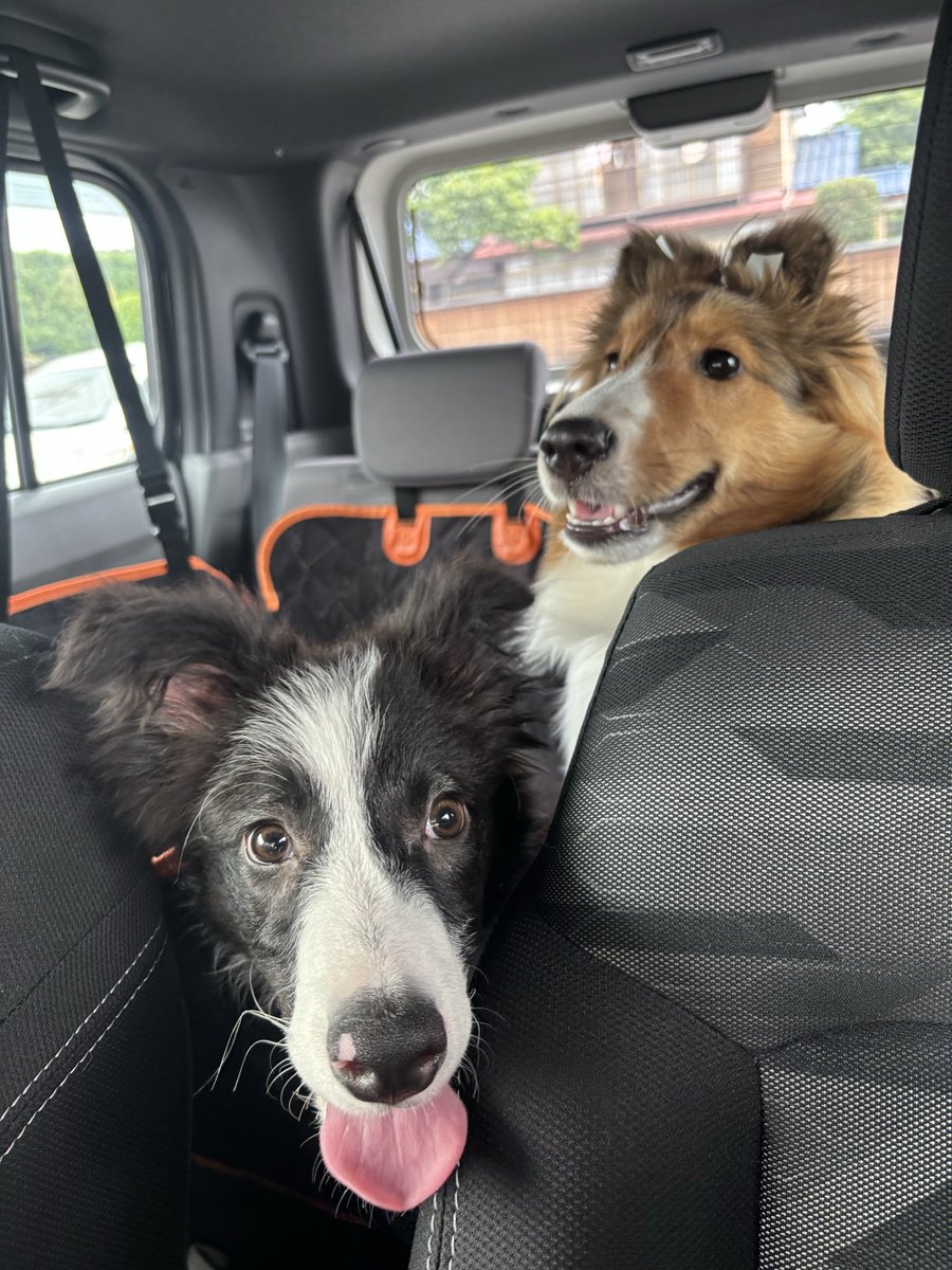 lapiscat652's tweet photo. そういえば家族増えてます。
やんちゃ盛りのボーダーコリー迅です🐶
聞きわけのいい咲夜とは正反対の怪獣君ですが、元気に過ごしてます🤣 https://t.co/3z7S6U0loI