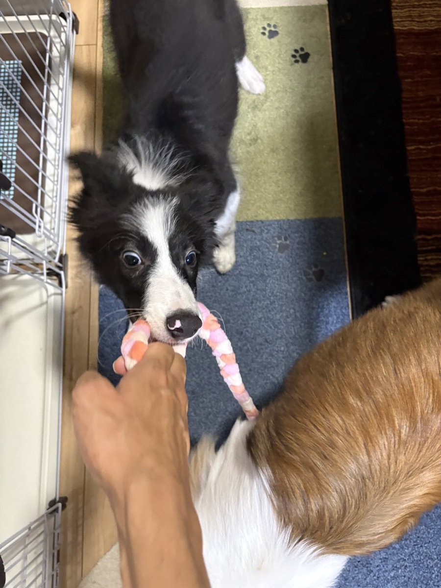lapiscat652's tweet photo. そういえば家族増えてます。
やんちゃ盛りのボーダーコリー迅です🐶
聞きわけのいい咲夜とは正反対の怪獣君ですが、元気に過ごしてます🤣 https://t.co/3z7S6U0loI