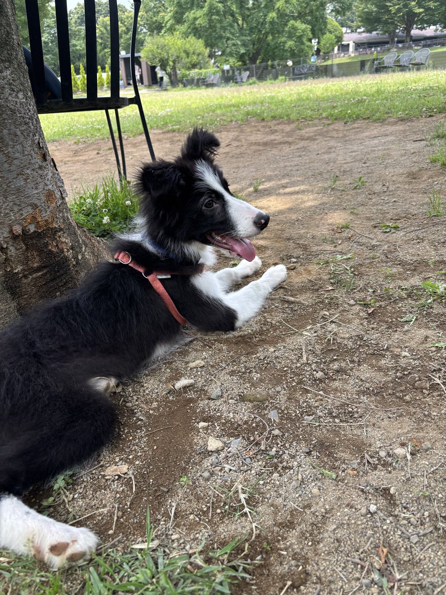 lapiscat652's tweet photo. そういえば家族増えてます。
やんちゃ盛りのボーダーコリー迅です🐶
聞きわけのいい咲夜とは正反対の怪獣君ですが、元気に過ごしてます🤣 https://t.co/3z7S6U0loI