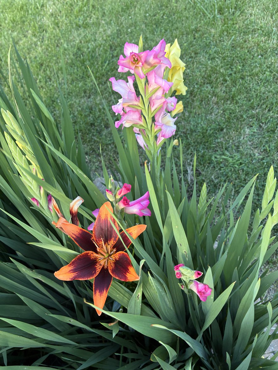 CosyMars_'s tweet photo. I loveeeee flowers 🥰 just planted some moonvine on my trellis too🐝✨ https://t.co/RN1xEs36pk