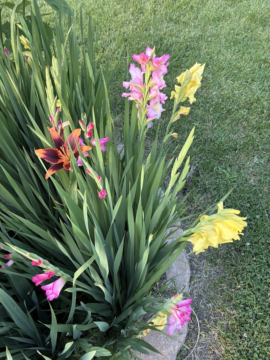 CosyMars_'s tweet photo. I loveeeee flowers 🥰 just planted some moonvine on my trellis too🐝✨ https://t.co/RN1xEs36pk