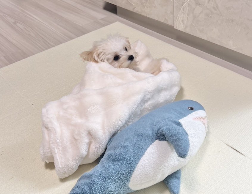 potato_maltipoo's tweet photo. これはIKEAのサメさん（小さいサイズ）よりちょっと小さかった頃のぽてと https://t.co/8RwvQyUGMj