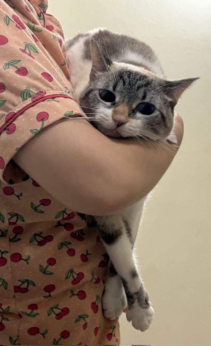Bimbim_cat's tweet photo. bim review https://t.co/RJCf0CDrUP