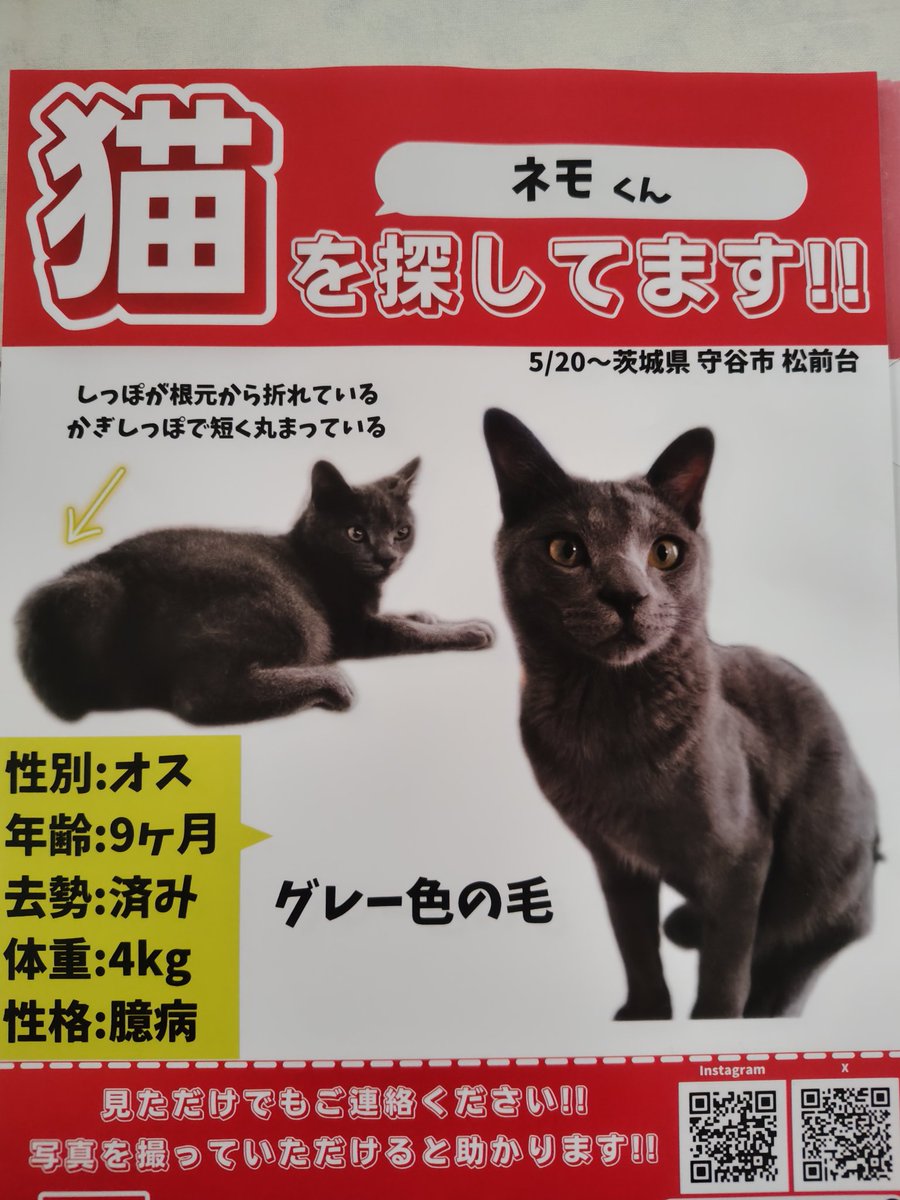 hotchpotchplus's tweet photo. 5月20日に自宅から脱走してしまった猫を探しています。何か情報ありましたら教えていただけるとありがたいです。 https://t.co/1Bxyk2jSPe