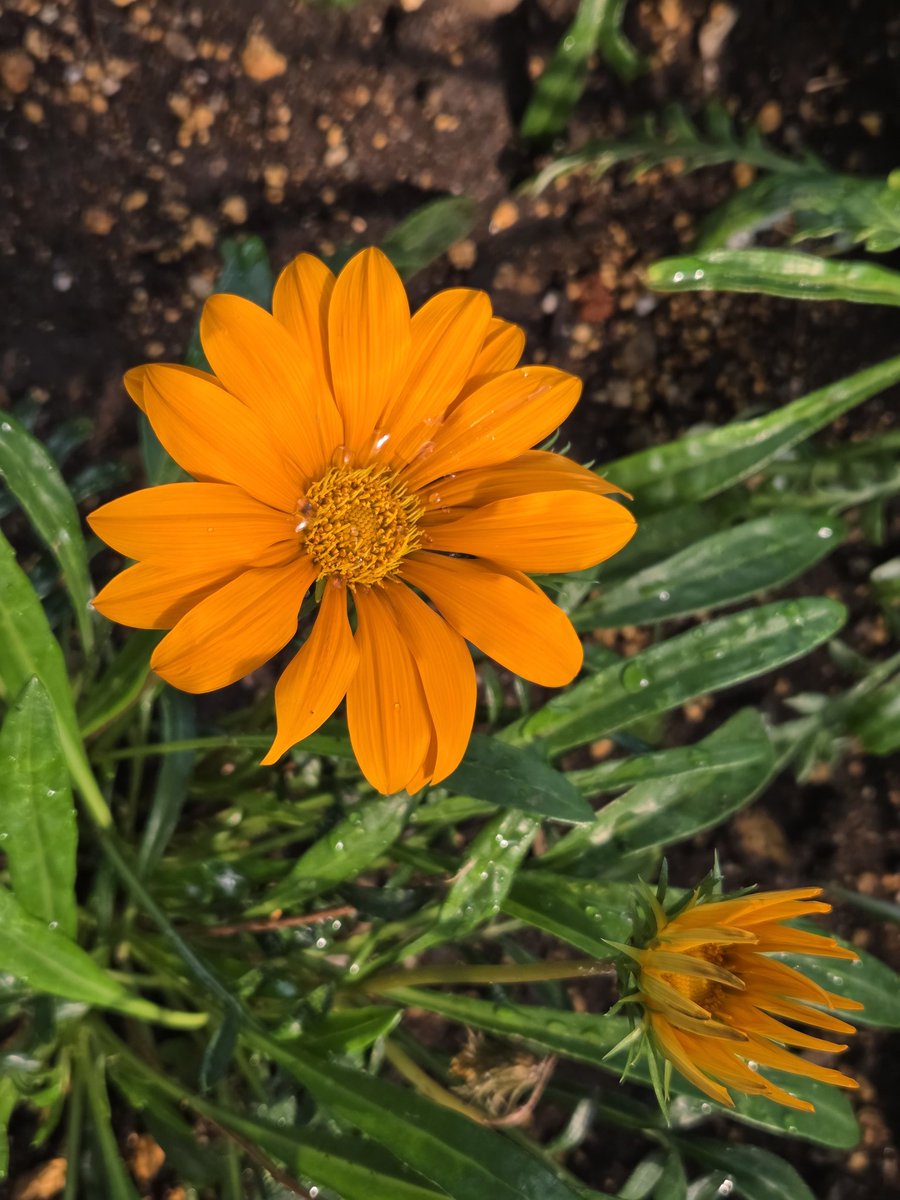 insect_64's tweet photo. おはようございます🌤
気温上昇中、水やりを終えた花壇のガザニアは4色
中々全色は咲き揃いませんね
皆様も水分補給と適度な休憩をとって、ご安全にお過ごしください🫶🍀 https://t.co/6GNeVCiXiQ