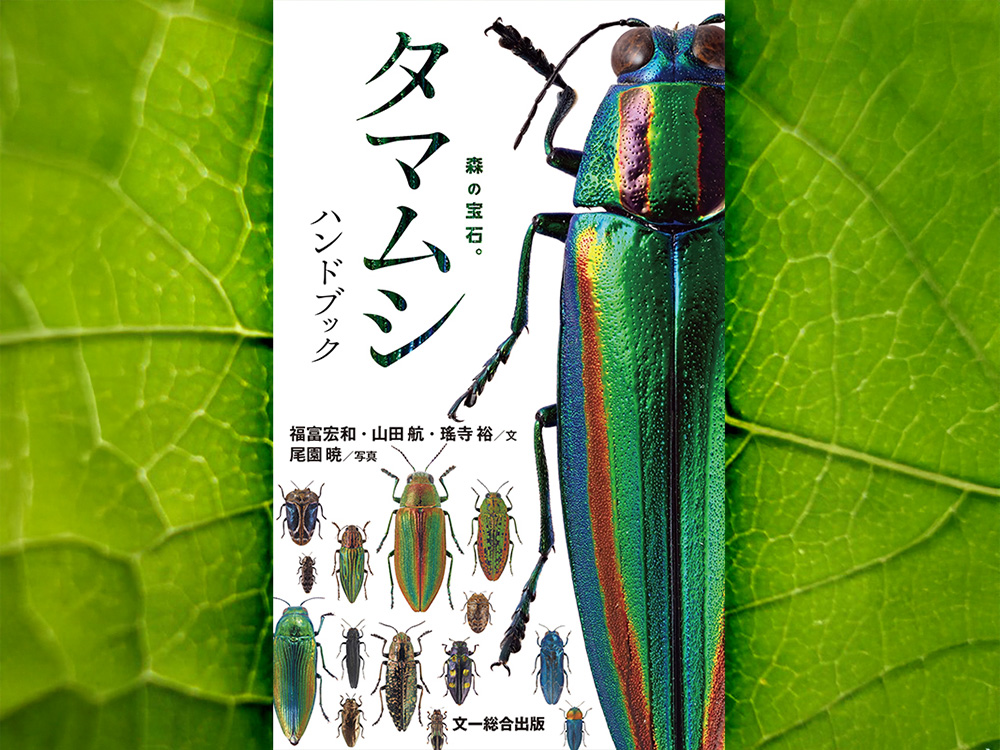 重版好評発売中］ 日本産タマムシ科甲虫131種を収録！ ✓ タマムシ