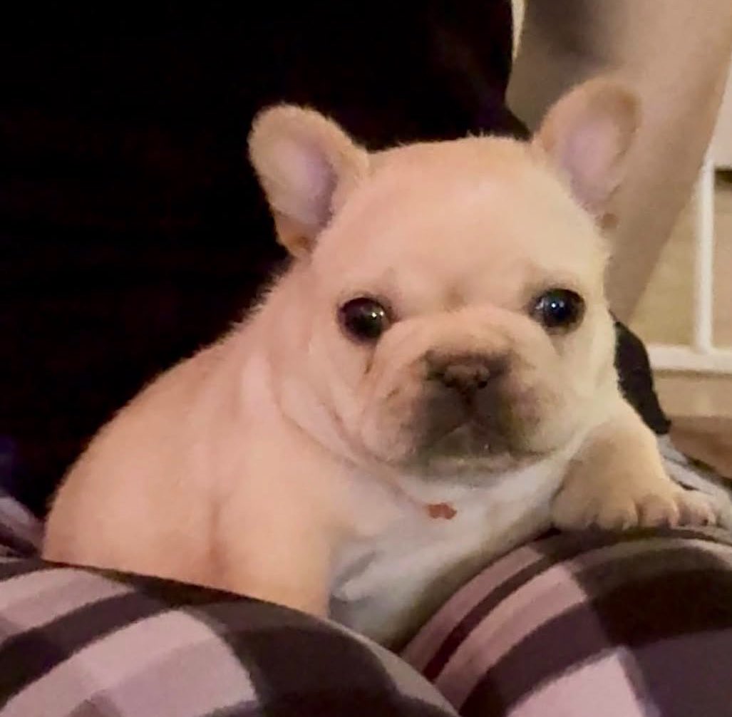crypticpupp's tweet photo. v face reveal :3 https://t.co/aafsaAZL1O