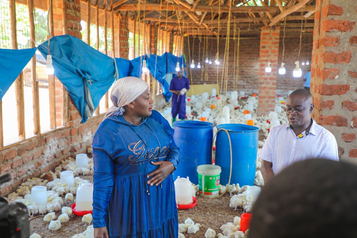 TK_TwekambeK's tweet photo. ONC monitoring in Kira:
Mr. Waswa Abdul Karim Tamale started with 200 chicks + feed support from ONC in 2023. 
3 YEARS LATER: 
He boasts 7,000+chickens earns Shs12M every 35 days, employs 16 people &amp; pays sch fees.
ONC support built this. - Waswa 
#ONCEmpowerment #WealthCreation https://t.co/OZugn4yQot