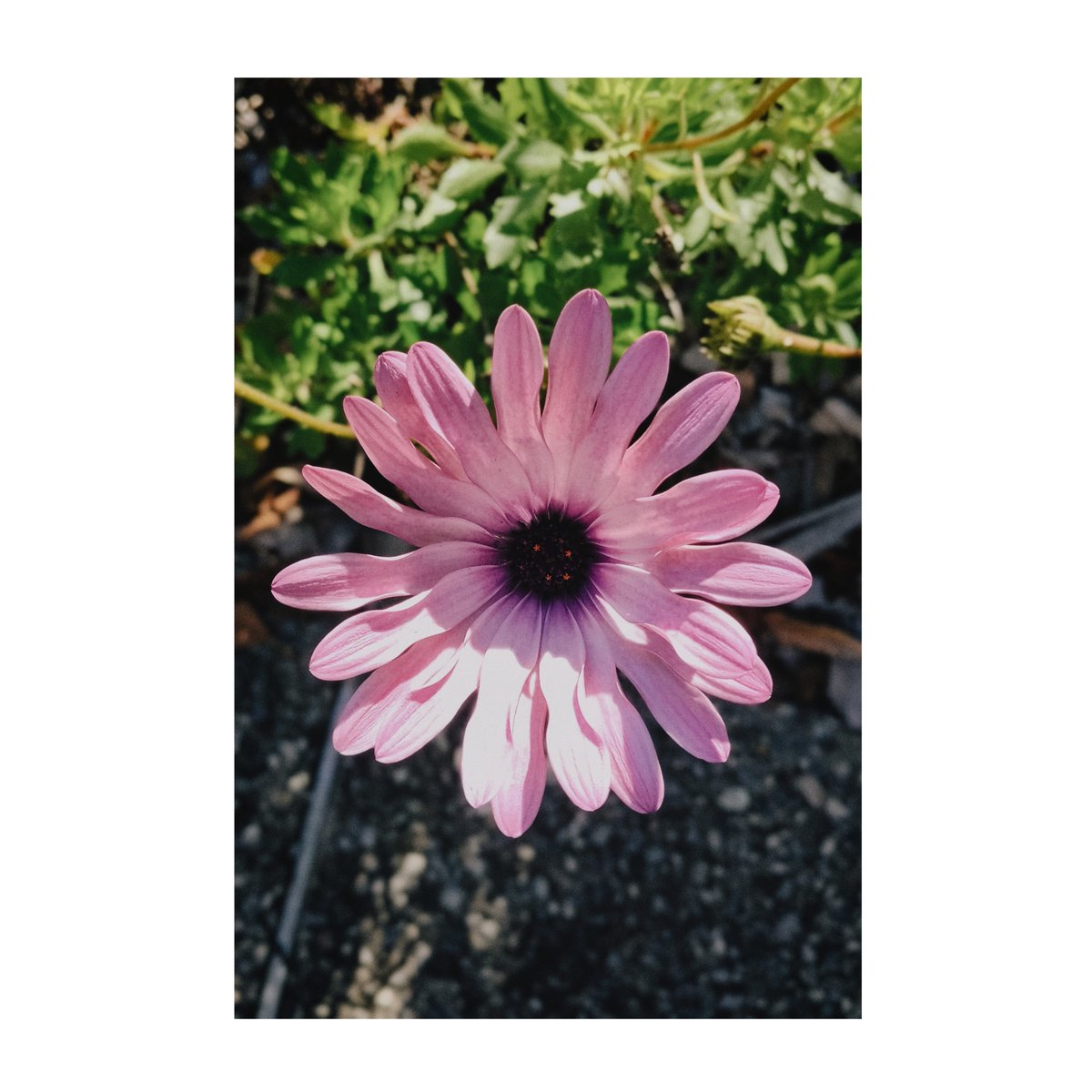 _bajoe's tweet photo. Slowing down to photograph the small things. https://t.co/urtVqbRBQs