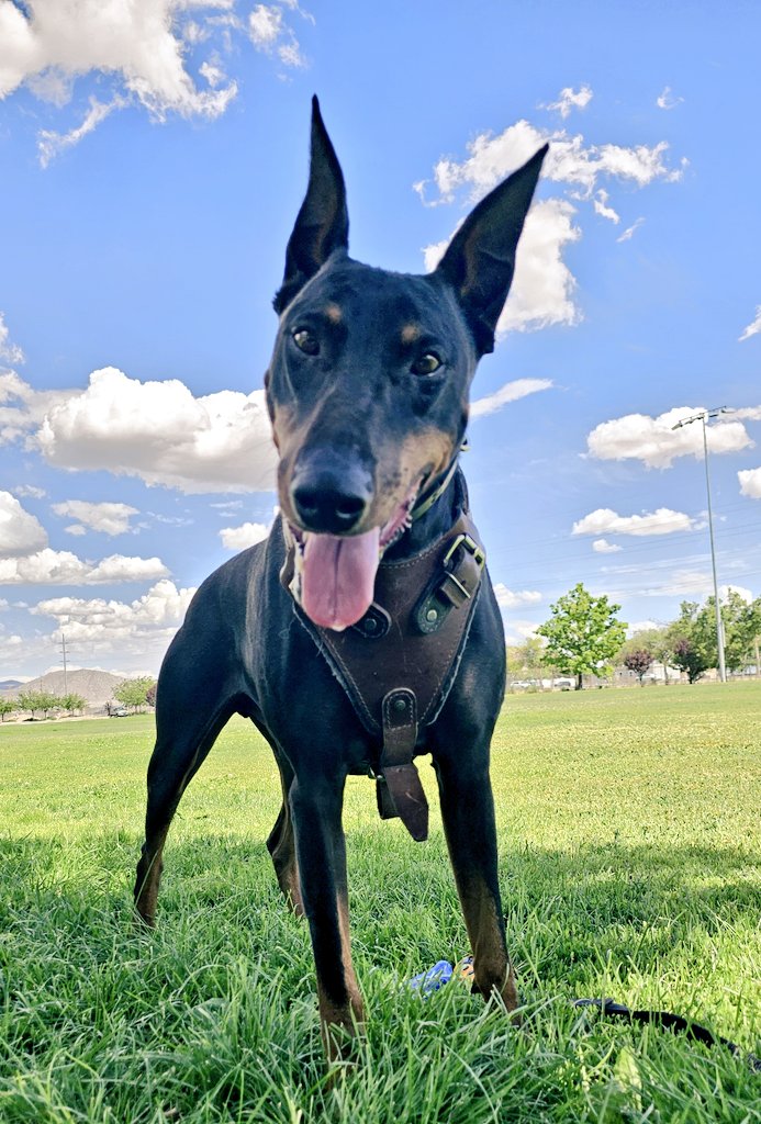 SOLARSODIUM's tweet photo. Goofy aah doberman https://t.co/6IA2VBubri