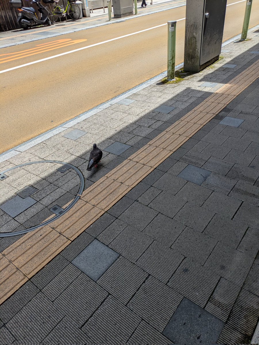 MAGMA6923's tweet photo. ライフタイム空き待ちとハト https://t.co/nTuxJkqg3g