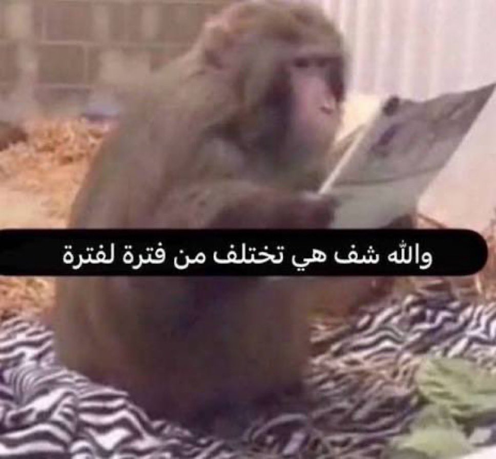 عمرو tweet media