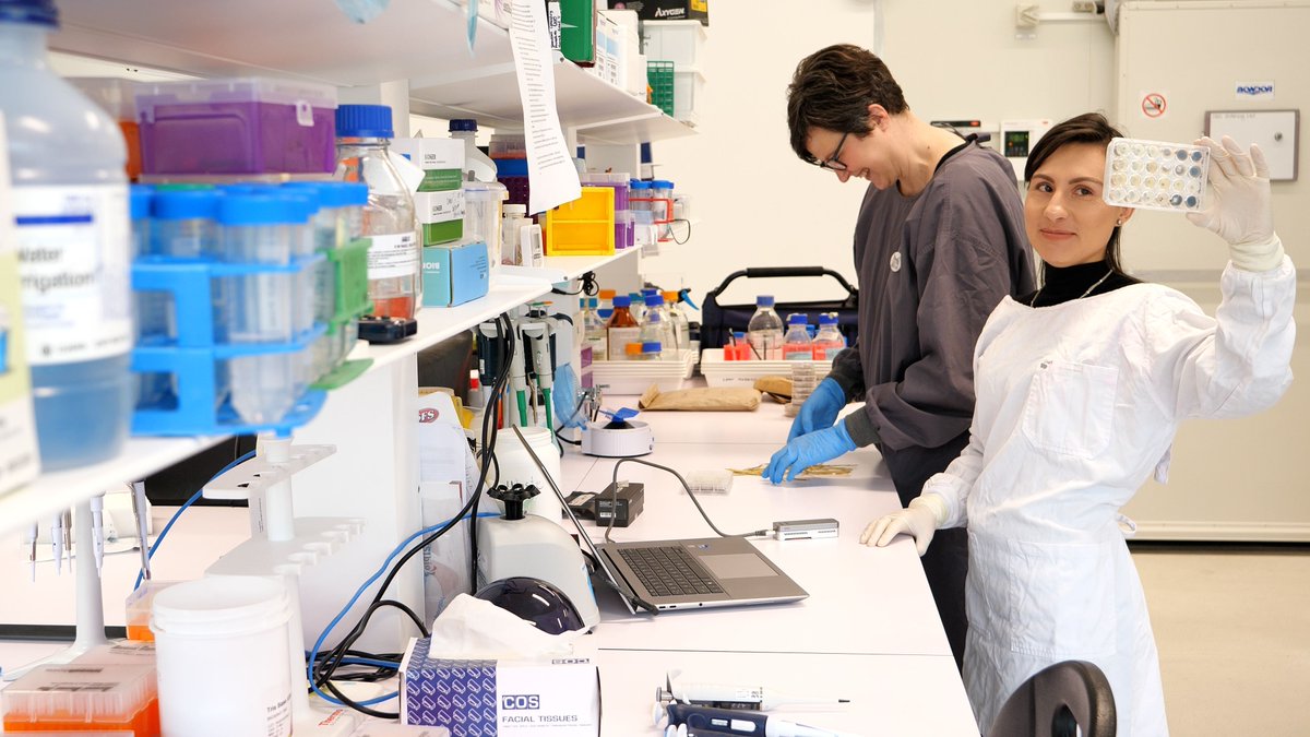 theCCDM's tweet photo. 🌾 New spore trapping + DNA sequencing tech is tracking fungicide resistance in grain crops. CCDM researchers can now detect resistance from air samples containing airborne spores—offering faster, more comprehensive monitoring of resistance risk.
🔗  https://t.co/4RIQmLoJWv https://t.co/m4c6c41D0l