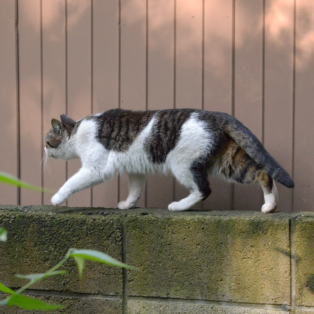 塀の上を歩くねこさんが居ました。 「おいっ！ ここは通さないぞ