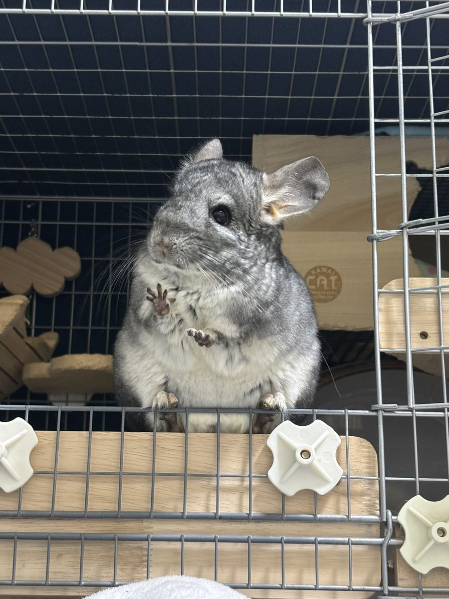 mfmf_mary's tweet photo. 小織ちゃんって動物好きだからチンチラと仲良くならないかな？？
きっと思ったよりチンチラがふわふわもふもふで
目をきらきらさせながら抱っこしてそう

という妄想を抱くもふねさん
（写真は自分の家のチンチラです） https://t.co/QYM3FbVNnB