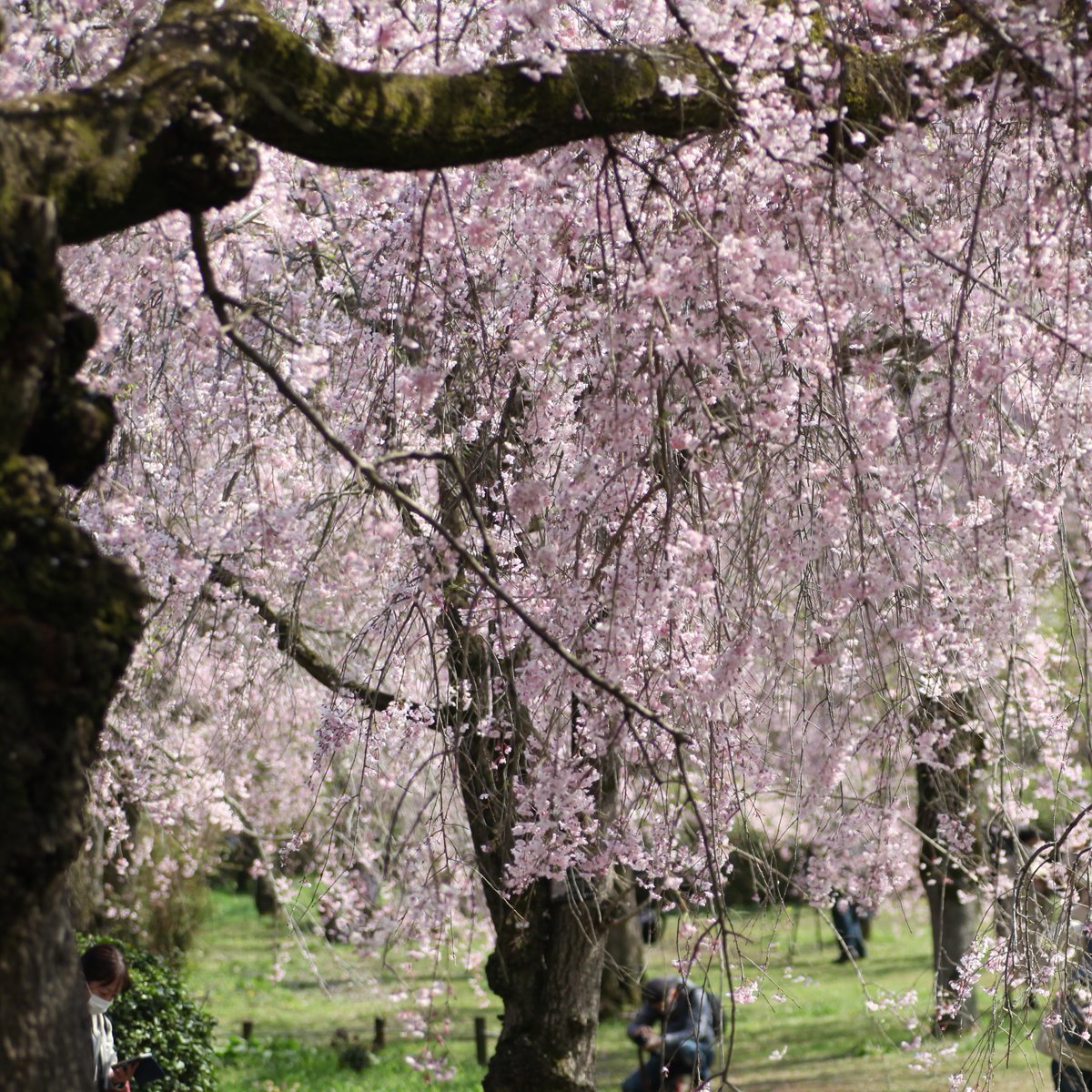 narnianfields's tweet photo. 🌸新古今百首 080🌸

世の中を思へばなべて散る花のわが身をさてもいづちかもせむ

西行 巻十六 雑上
この世の中について考えると、すべては散る花のように、無常ではかないものである。さてそれでは、この我が身をいったい、どこへもって行ったらよいだろうか 角川p172

春 八重紅枝垂 #憲法守ろう https://t.co/VoRCx4rc4S