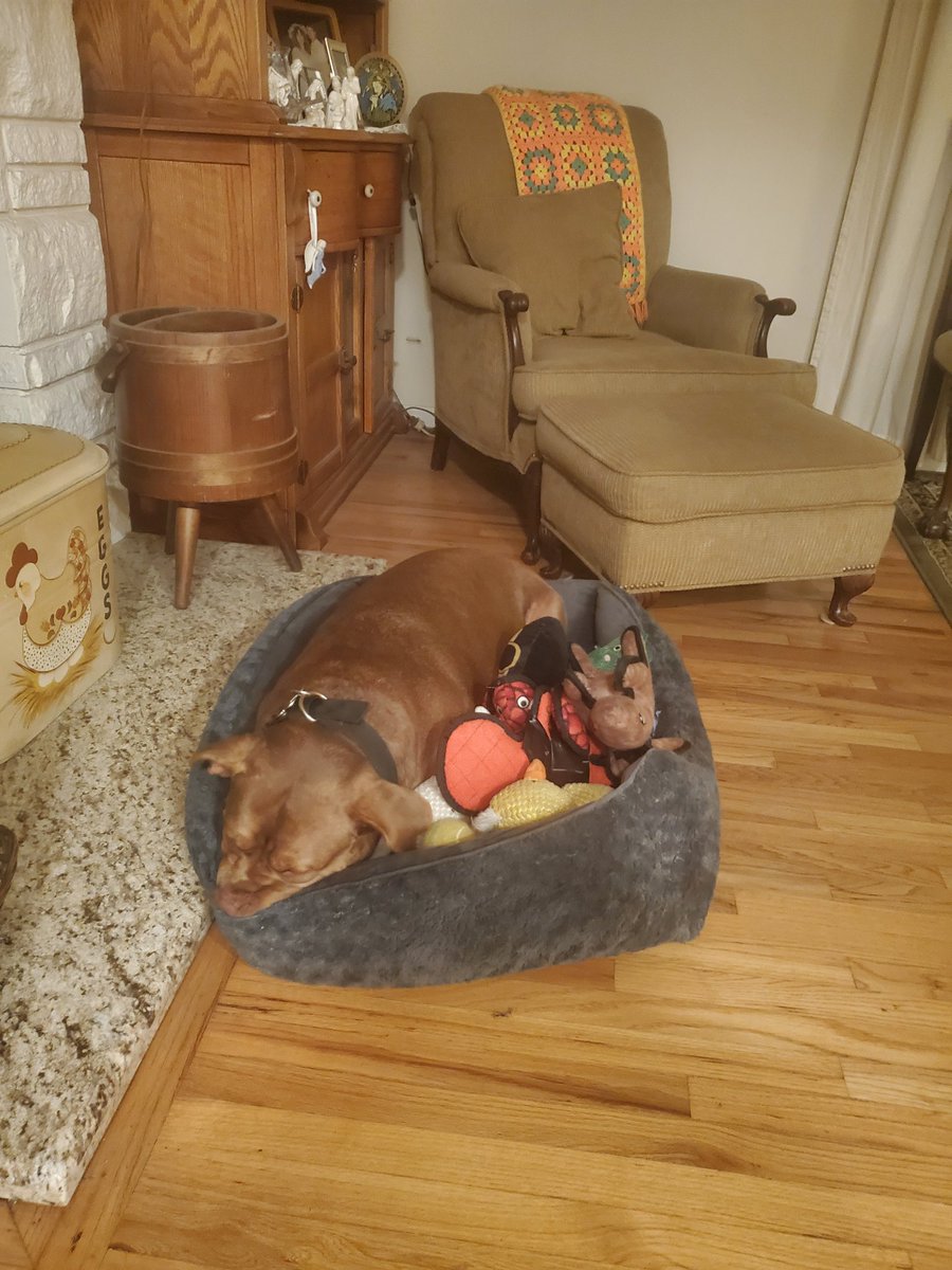 PattinsonFan86's tweet photo. All tuckered out sleep in my toy bed https://t.co/VUZwQ6isqp