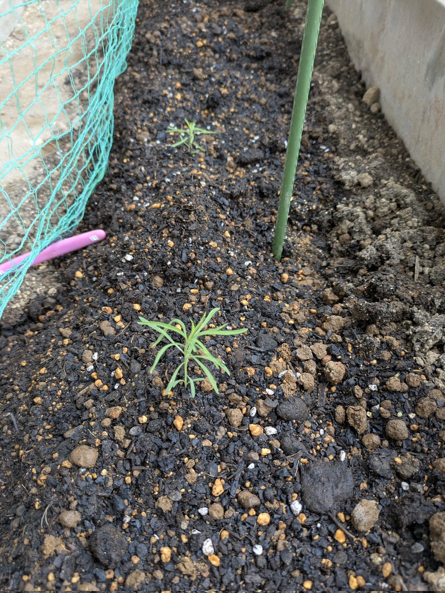 shimasisland's tweet photo. ５cm程に成長したコキアをビニールポットから地面に植え替えたんだけど、今朝見たら６本中４本が地面の出てる部分から消えていた😢
AIに聞くと、蛾の幼虫やハサミ虫など夜中に出てきて食べるらしい。その中でもダンゴムシは柔らかい時のコキアが大好物だって。ダンゴムシ⋯いつ見ても3〜40匹いるよ⋯ https://t.co/P5Bw8j2ooP