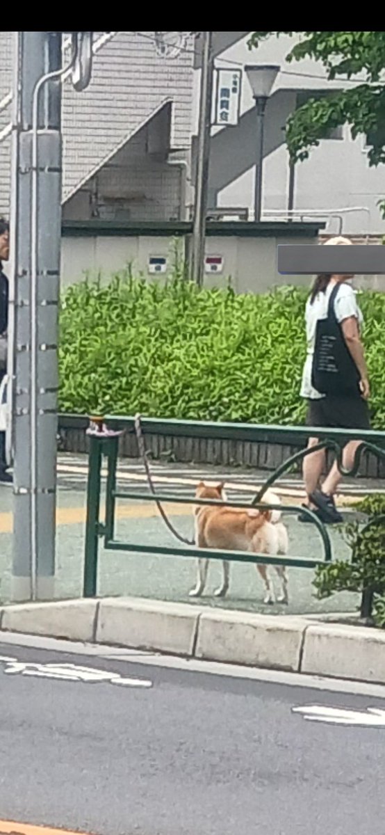 nL2azyKcyk43627's tweet photo. 2026/06/15 10:30頃
東京都新宿区小滝橋にて
柴犬(恐らく老犬)
信号付近にて繋がれたままでした…。

もしかしたら迷い犬?!

と思いポストしました。

迷い犬じゃなかったとしても
ここに繋ぐのは危険過ぎる💢
信じられない。

 #迷い犬
 #柴犬 
 #拡散希望ＲＴお願い致します https://t.co/IHNdDjzUix