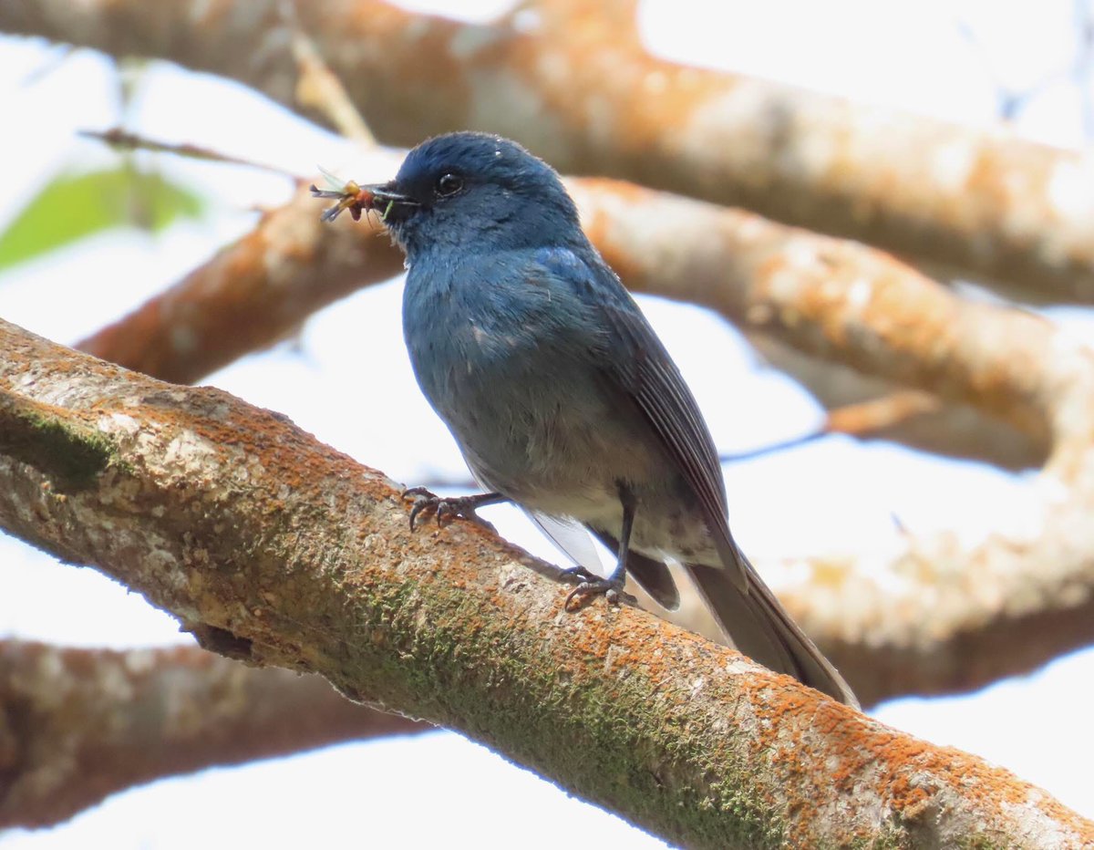 arrivedeh's tweet photo. A Nilgiri flycatcher recently seen at Eravikulam National Park, India. One of several endemic species we were fortunate to encounter.
#BirdsSeenIn2026 #birdphotography #flycatchers #birdwatching #birding #Eravikulam #lifer #endemic https://t.co/vnSfbUVLz6
