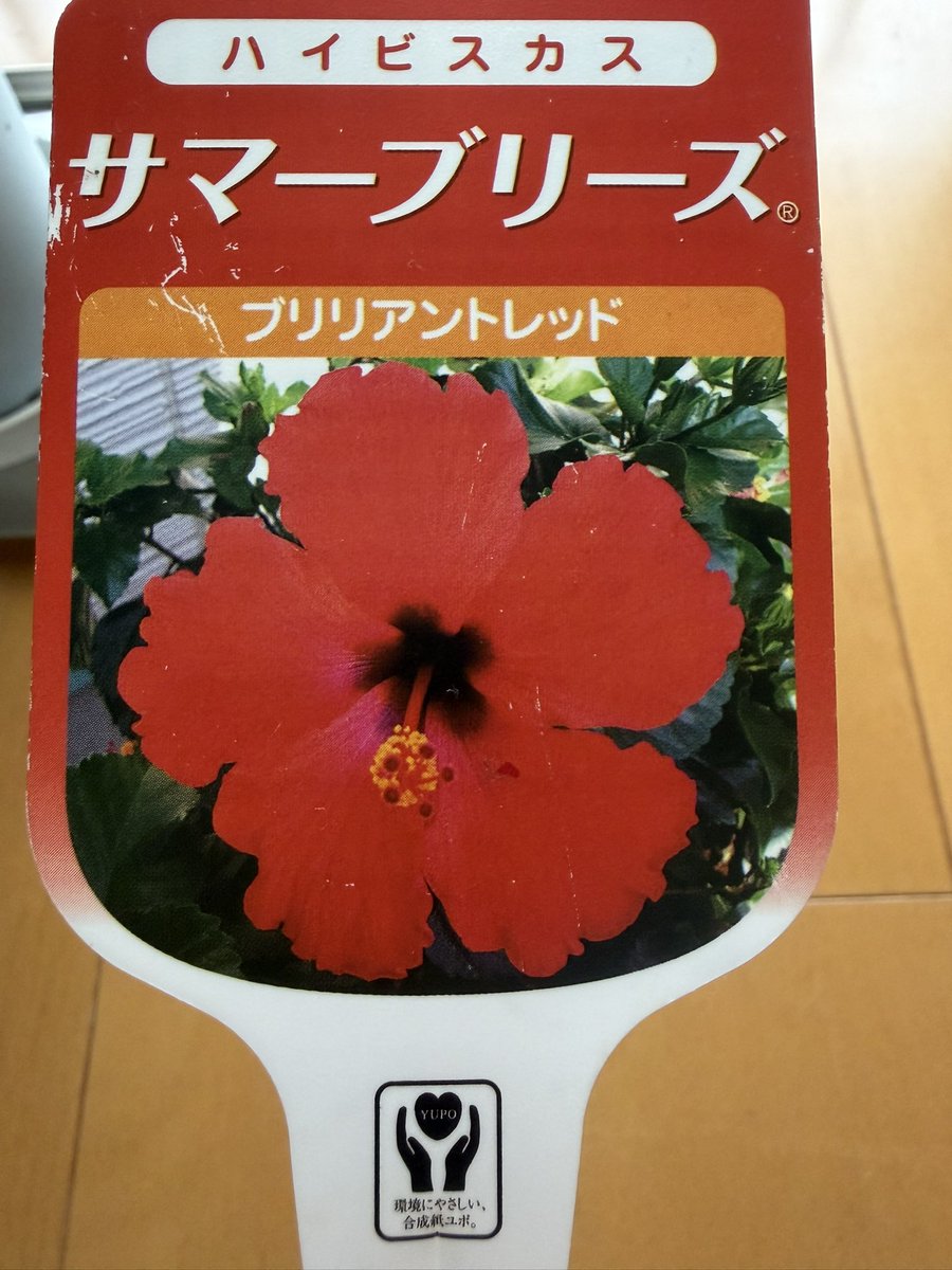 6kuma's tweet photo. ハイビスカスの蕾がだいぶ膨らんだ…いや、待て、これはどう見ても黄色。ブリリアントレッドを買ったんだが… https://t.co/cIiEFDrmFI