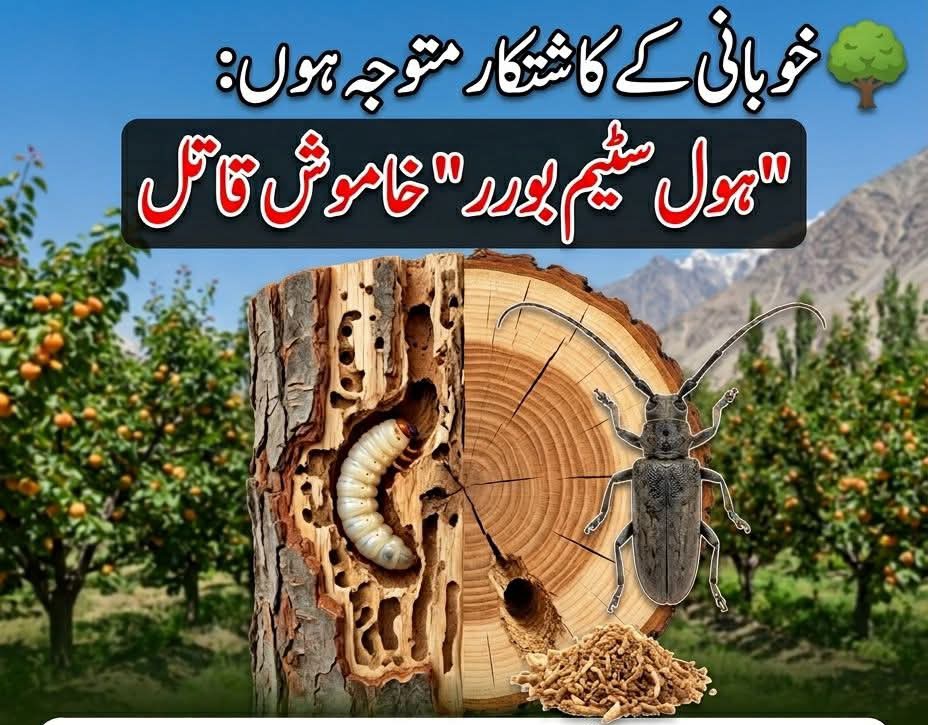 kissan_pakistan's tweet photo. 🌳 خوبانی کے کاشتکار متوجہ ہوں: "ہول سٹیم بورر" خاموش قاتل

پچھلے ہفتےکوئٹہ، گلگت بلتستان، سوات، دیر اور کشمیر کے کئی باغات میں خوبانی کے تنے میں سوراخ اور اچانک شاخوں کے سوکھنے کی شکایات ملی ہیں۔ یہ حملہ دو قسم کے بورر کا ہے، اور بروقت پہچان آپ کا باغ بچا سکتی ہے۔

1) شاٹ ہول بورر (چھوٹا)
تنے پر 2mm کے باریک سوراخ، گوند یا بھورا برادہ
صرف کمزور، پانی کی کمی یا دھوپ سے جلے درخت پر حملہ

2) لانگ ہارن سٹیم بورر - Aeolesthes sarta (بڑا)
یہ پاکستان کا مقامی کیڑا ہے، خوبانی، سیب اور اخروٹ کا سب سے بڑا دشمن
8-10mm کا بڑا سوراخ، نیچے لکڑی کا ڈھیر
لاروا 2 سال تک تنے کے اندر رہ کر درخت کو اندر سے کھوکھلا کر دیتا ہے

✅ پروفیشنل مینجمنٹ (سپرے سے زیادہ سمجھداری)

صفائی سب سے پہلی دوا: دسمبر-فروری میں تمام سوکھی شاخیں کاٹ کر فوراً جلا دیں۔ کٹی لکڑی باغ میں نہ رکھیں۔
درخت کو طاقتور بنائیں: بروقت پانی، متوازن کھاد، اور اپریل سے پہلے تنے پر چونے کا سفید پیسٹ لگائیں تاکہ sunburn نہ ہو۔
شدید متاثرہ درخت: اگر 50% سے زیادہ شاخیں خشک ہوں تو درخت کو کاٹ کر جلا دینا ہی پورے باغ کو بچاتا ہے۔

یاد رکھیں: ایک بار کیڑا لکڑی کے اندر چلا جائے تو اوپر سے سپرے ضائع ہے۔ روک تھام ہی اصل علاج ہے۔

کسان بھائیو، اپنے باغ کا معائنہ آج ہی کریں۔ اپریل-مئی میں بالغ کیڑا نکلتا ہے، یہی وقت ہے کنٹرول کا۔